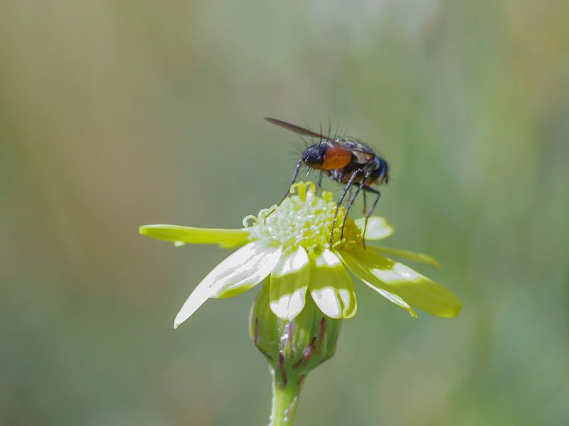Tachinidae - Cylindromyia sp.